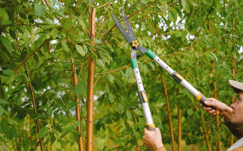 Tree trimming in Underwood, IA